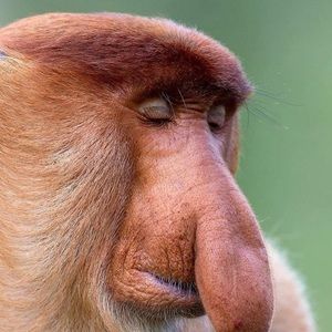 Meet your Posher, My